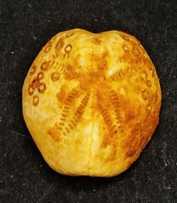 Lovenia forbesi