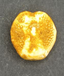 Lovenia forbesi