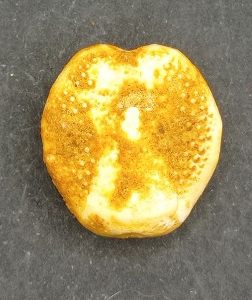 Lovenia forbesi
