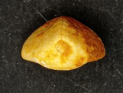 Lovenia forbesi