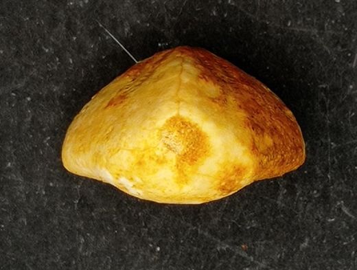 Lovenia forbesi