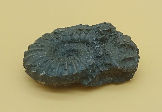 Lyelliceras lyelli