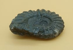 Lyelliceras lyelli