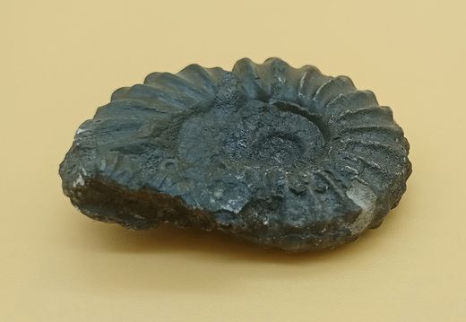 Lyelliceras lyelli