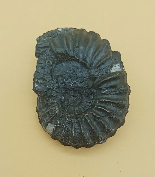 Lyelliceras lyelli