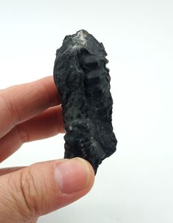 Lyelliceras lyelli ejemplar