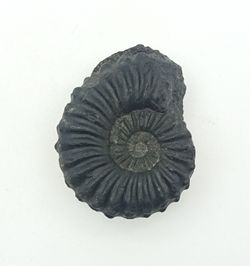 Lyelliceras lyelli ejemplar