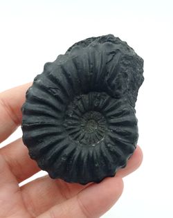 Lyelliceras lyelli ejemplar
