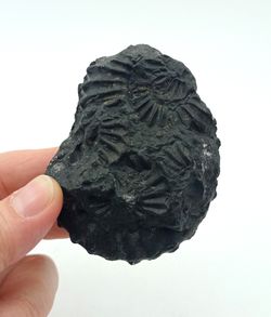 Lyelliceras lyelli ejemplar