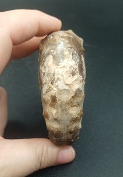 Mammites nodosoides
