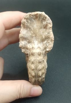 Mammites nodosoides