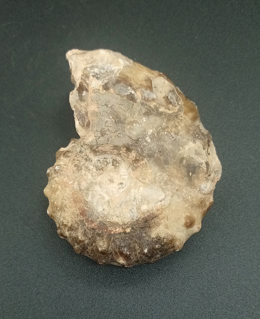 Mammites nodosoides