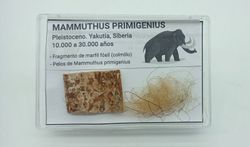 Mammuthus primigenius - Fragmento de marfil (colmillo) + pelos