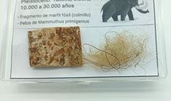 Mammuthus primigenius - Fragmento de marfil (colmillo) + pelos