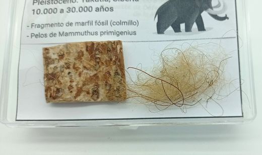 Mammuthus primigenius - Fragmento de marfil (colmillo) + pelos