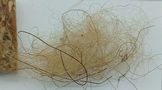 Mammuthus primigenius - Fragmento de marfil (colmillo) + pelos