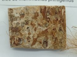 Mammuthus primigenius - Fragmento de marfil (colmillo) + pelos