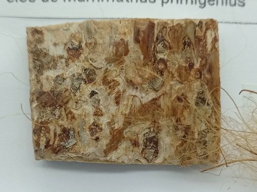 Mammuthus primigenius - Fragmento de marfil (colmillo) + pelos