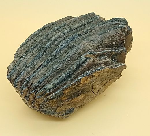 Mammuthus primigenius (fragmento de molar)