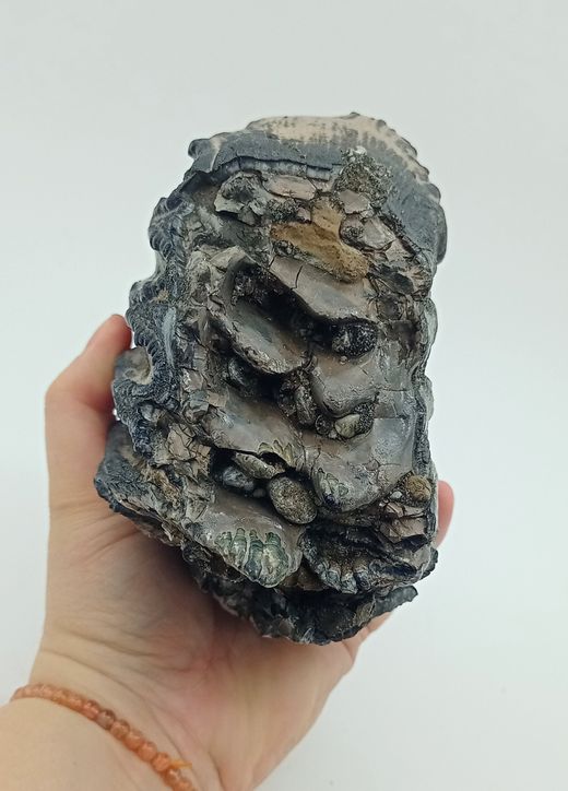 Mammuthus meridionalis (fragmento de molar)