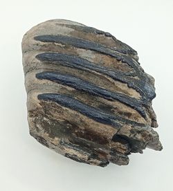 Mammuthus meridionalis (fragmento de molar)