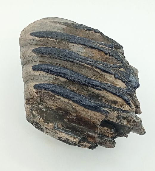 Mammuthus meridionalis (fragmento de molar)