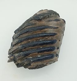 Mammuthus meridionalis (fragmento de molar)