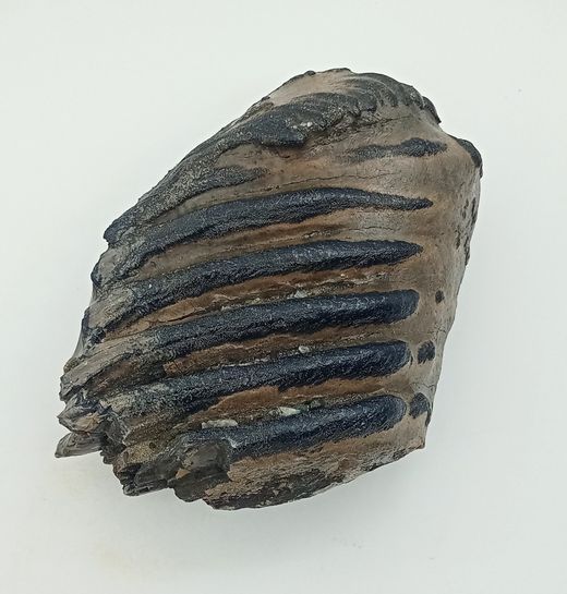 Mammuthus meridionalis (fragmento de molar)