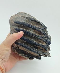 Mammuthus meridionalis (fragmento de molar)