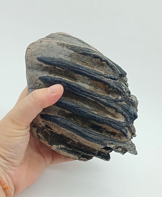 Mammuthus meridionalis (fragmento de molar)