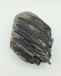 Mammuthus meridionalis (fragmento de molar)
