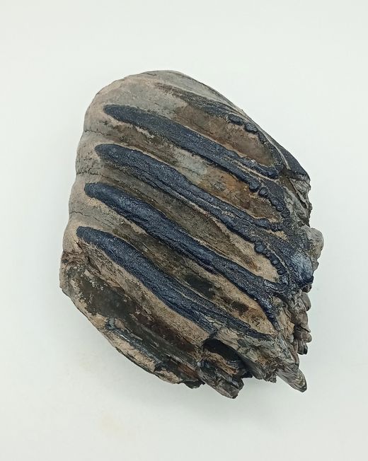 Mammuthus meridionalis (fragmento de molar)