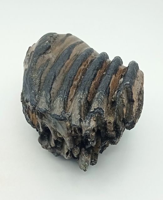 Mammuthus meridionalis (fragmento de molar)