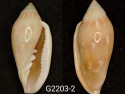 Marginella desjardini