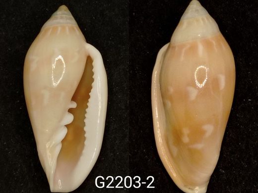 Marginella desjardini