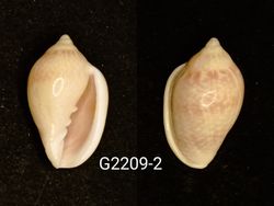 Marginella glabella