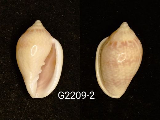 Marginella glabella