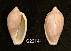 Marginella petiti