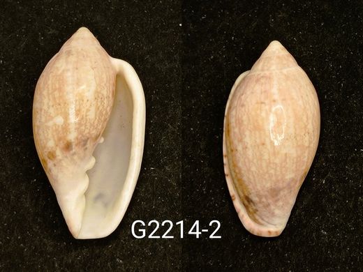 Marginella petiti