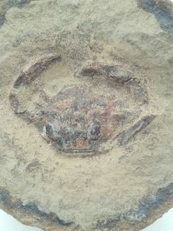 Megokkos alaskensis