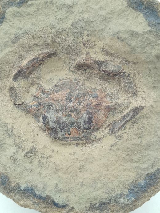 Megokkos alaskensis