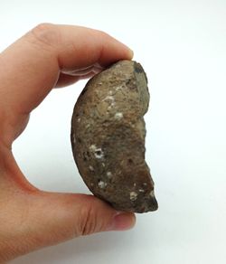 Megokkos alaskensis