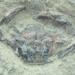 Megokkos alaskensis