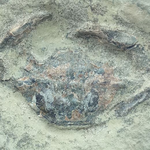 Megokkos alaskensis