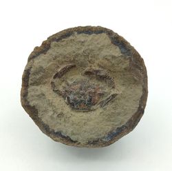 Megokkos alaskensis