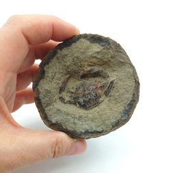 Megokkos alaskensis