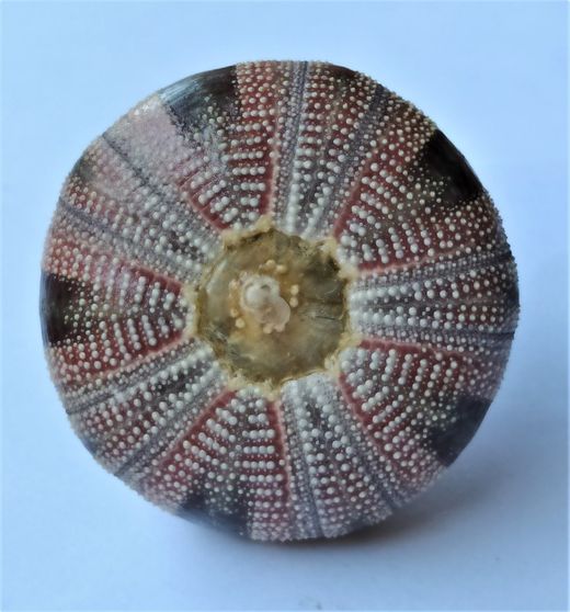 Mespilia globulus