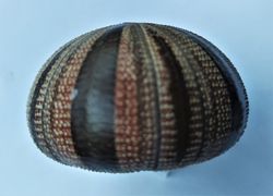 Mespilia globulus