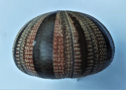 Mespilia globulus