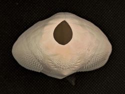 Metalia spatagus (pequeño)